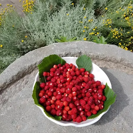 Elsa House Oda ve Kahvaltı *